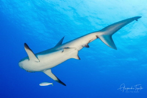 Caribean Shark Tail, Half moon Caye Belize by Alejandro Topete 